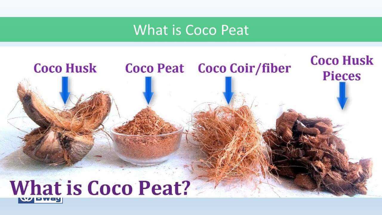 coco peat coco peat
