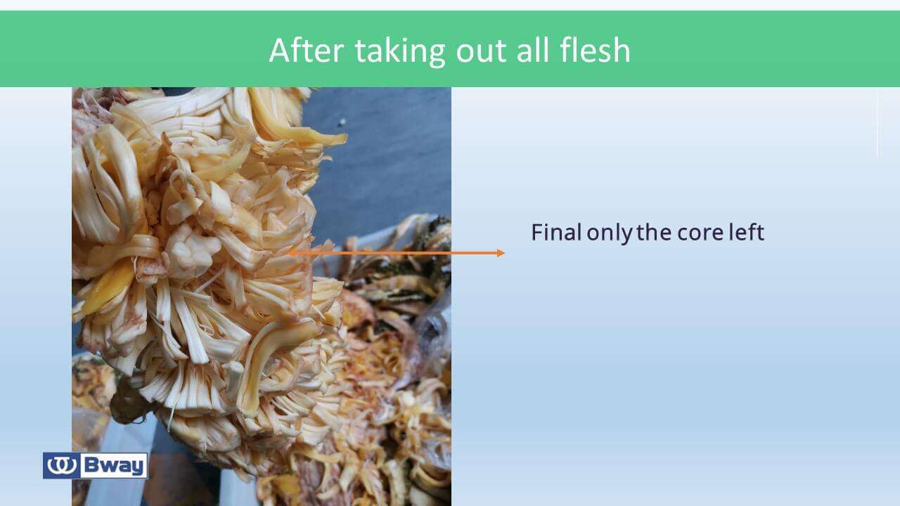 the stem core of flesh out the stem core of flesh out
