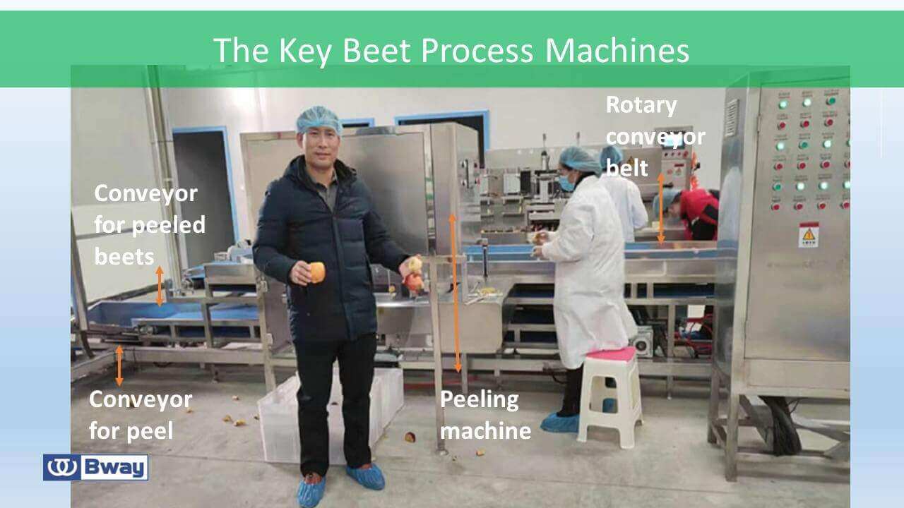 beet slice making factory beet slice making factory